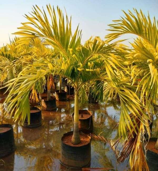 Adonidia Palm (Veitchia Merrillii Gold)