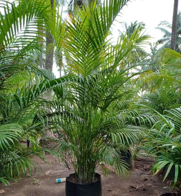 Areca palm