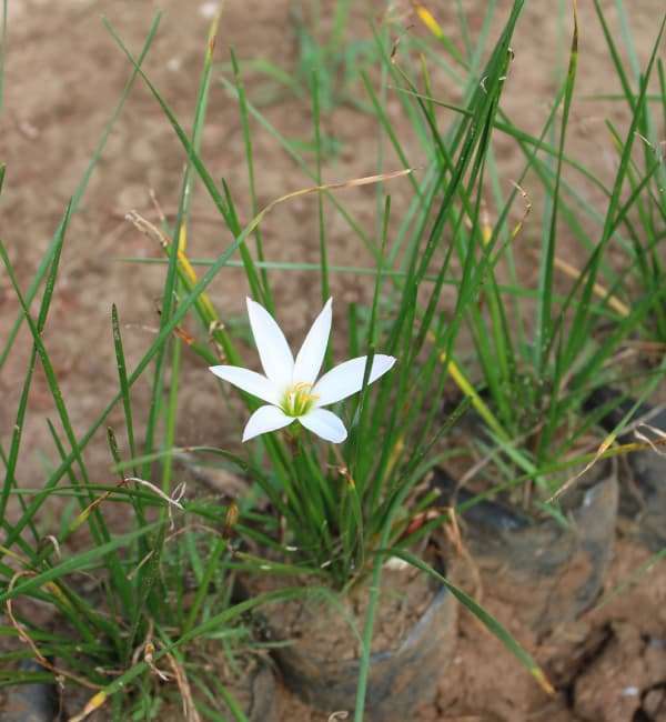 Autumn Zephyrlily