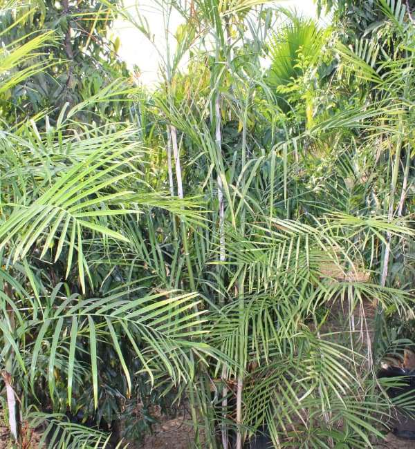 Bamboo Palm