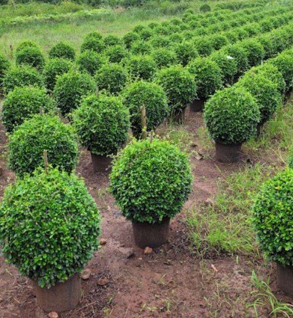 Boxwood