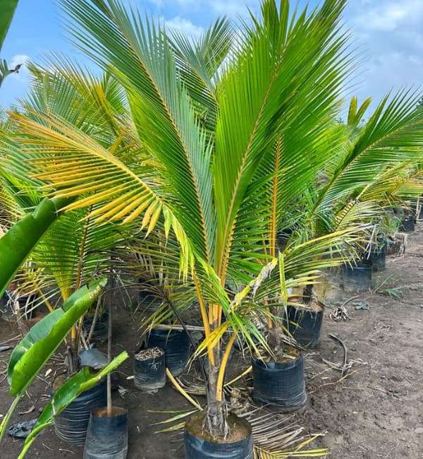 Chandrakalpa Green Coconut