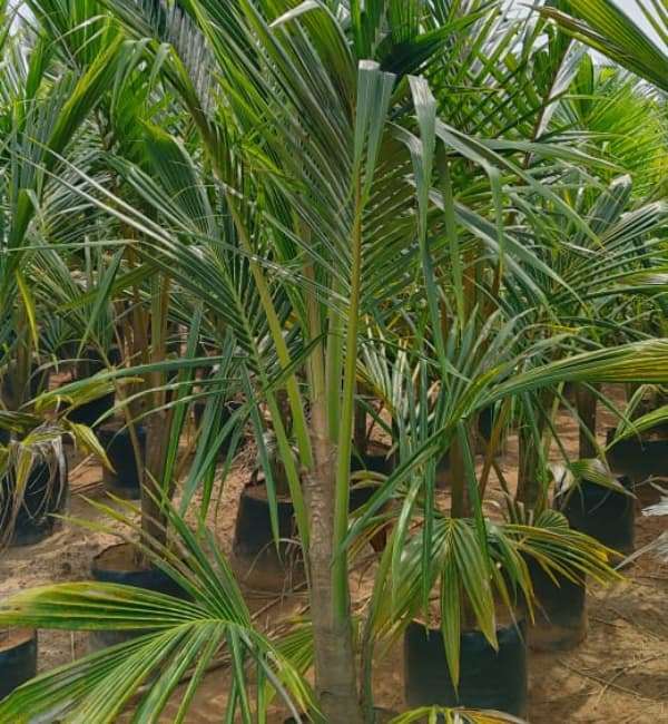 Coconut Ceylon (Dwarf Green)