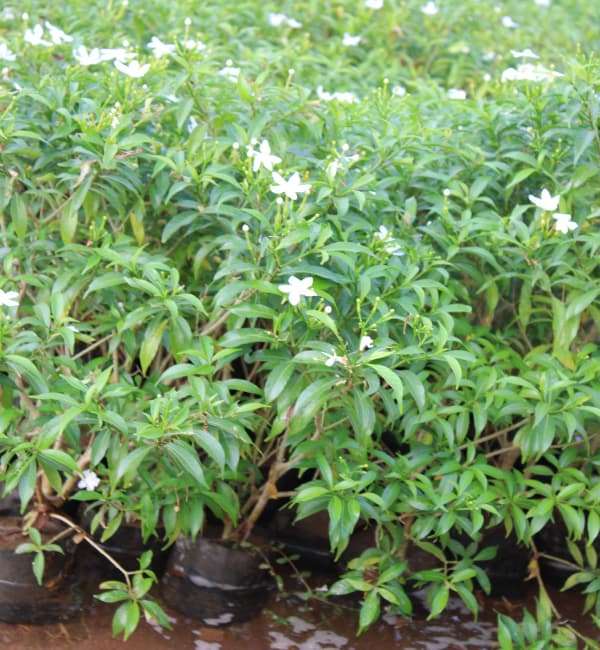 Crape Jasmine