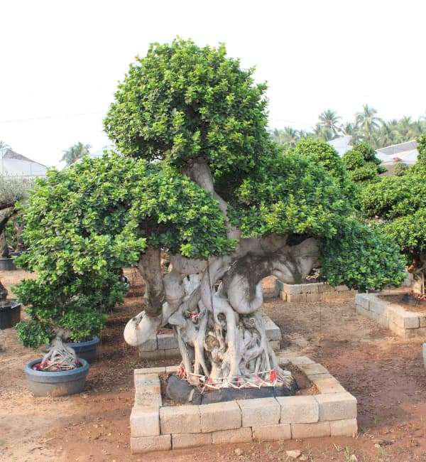 Ficus Dragon Shape Ficus Microcarpa