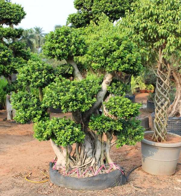 Microcarpa & Other Unique Bonsai Plants - Sri Krishna Nursery