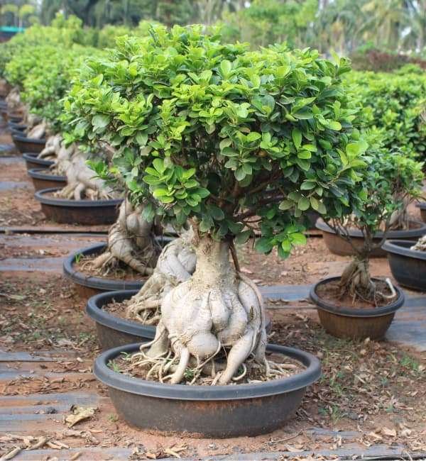 Ficus Microcarpa