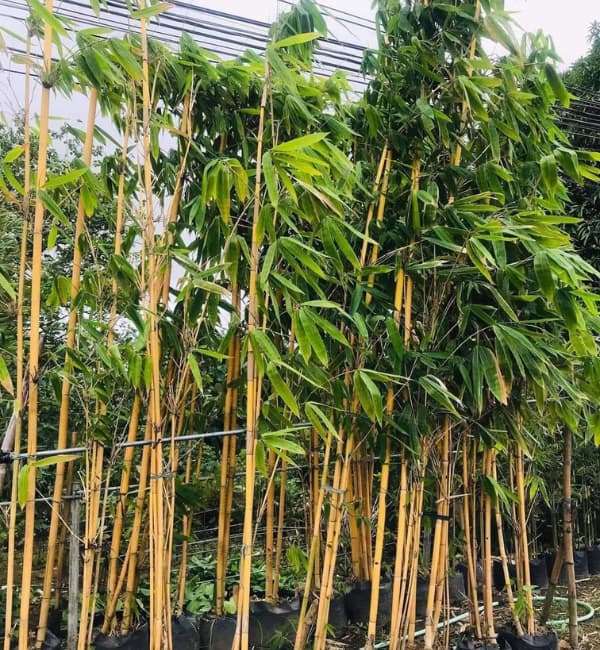 Golden Bamboo