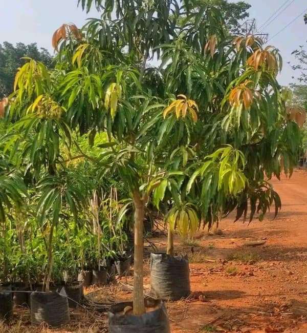 Mango Plant (Banginapalli)