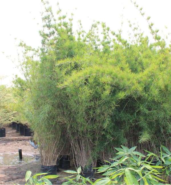 Oliveri Bamboo(Thyrsostachys) - Srikrishna Nursery