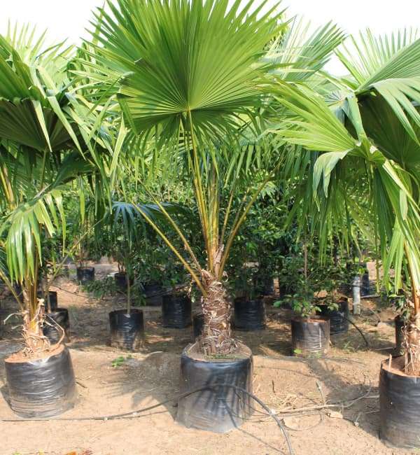 Pritchardia Palm