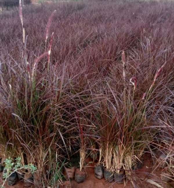 Purple Fountain Grass