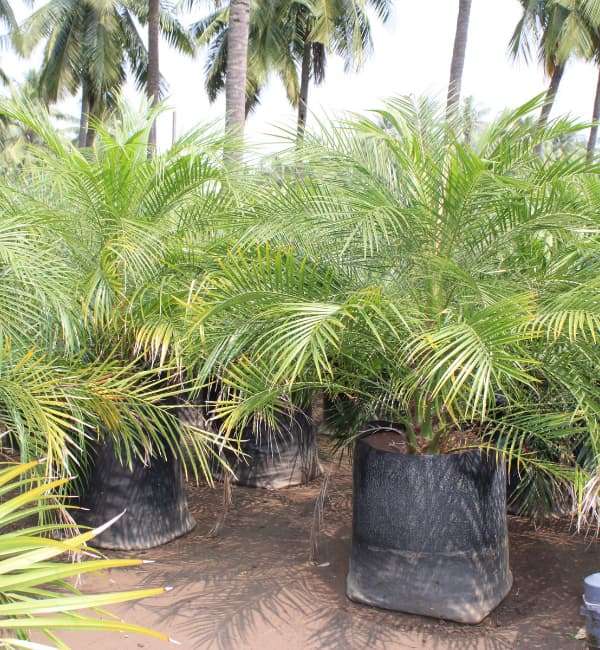 Pygmy Date Palm