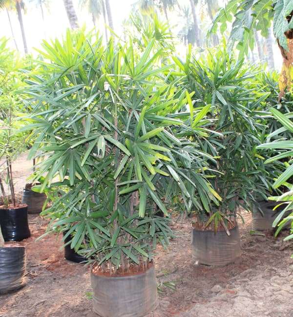 Rhapis (Broadleaf Lady Palm