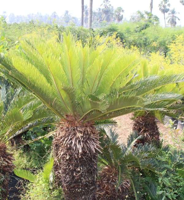 Sago Palm