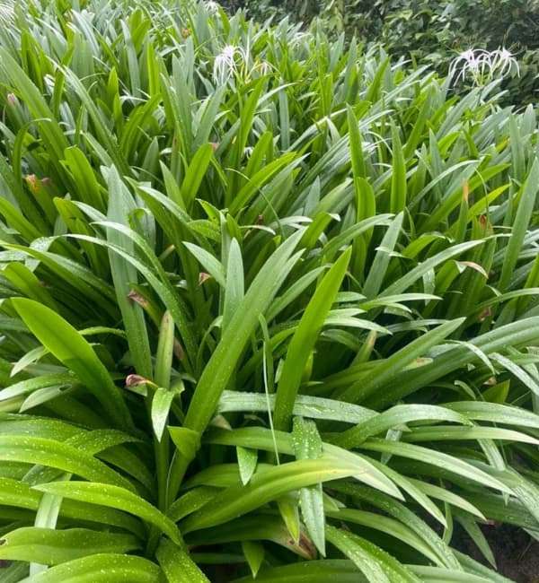 Spider Lily (Hymenocallis speciosa)