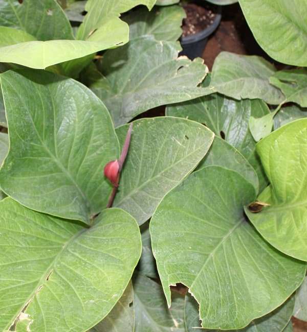 Anthurium Superbum