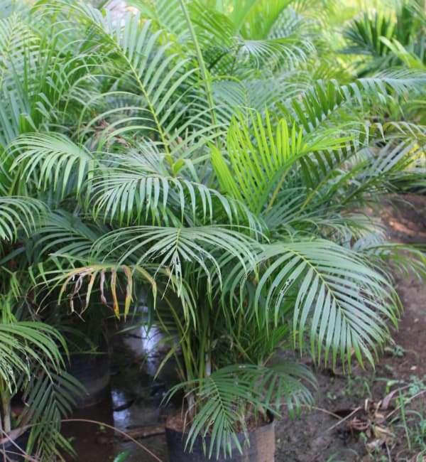 Areca Palm