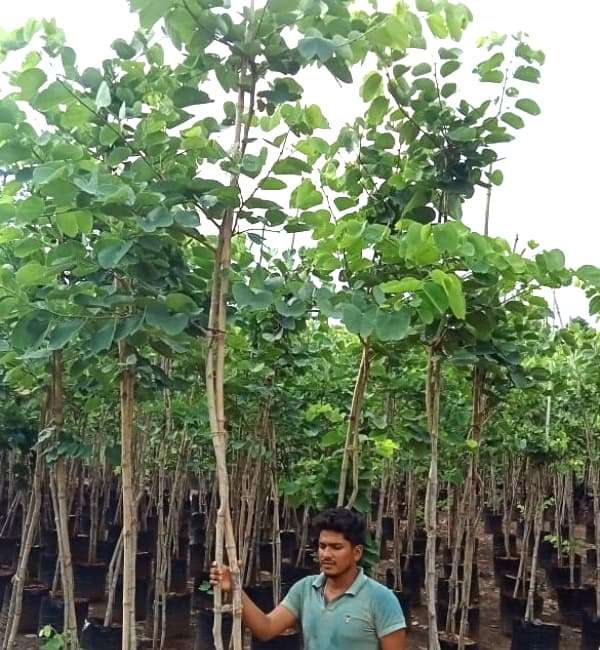 Bauhinia Blakeana