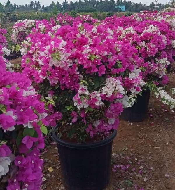 Bougainvillea Pink