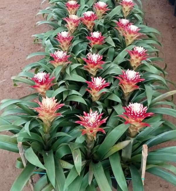 Bromelia