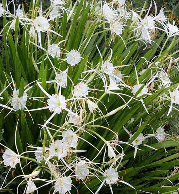 Cahaba lily (Hymenocallis littoralis)