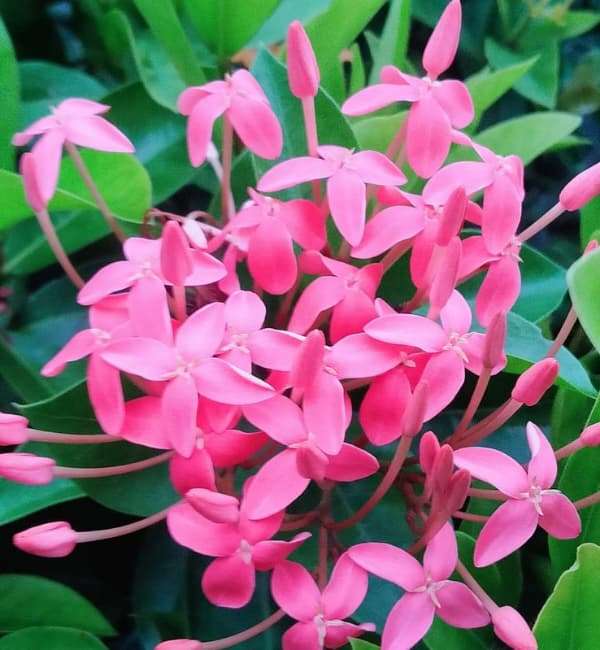 Chinese ixora pink