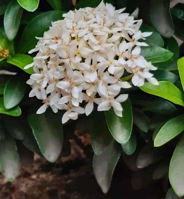 Chinese ixora white