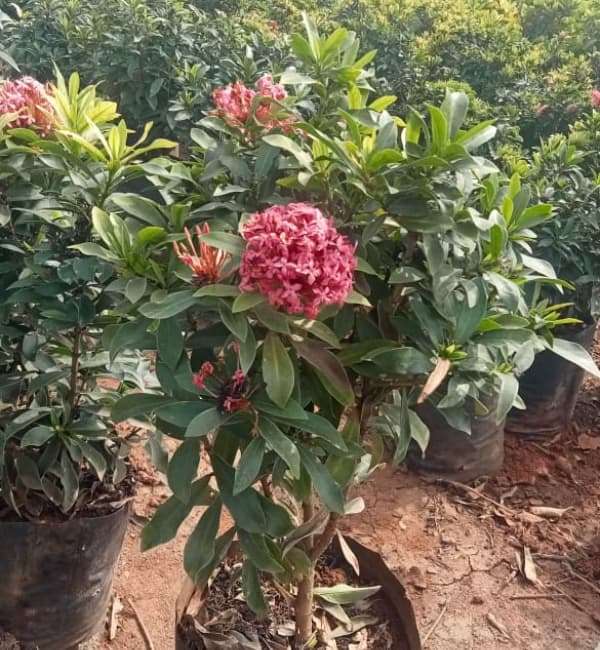 Chinese ixora