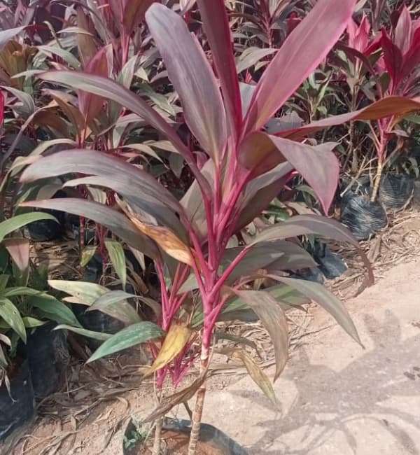 Cordyline Terminalis (Dracaena Mahatma)