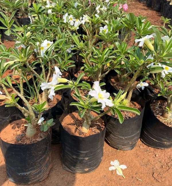 Desert Rose Adenium - Sri Krishna Nursery