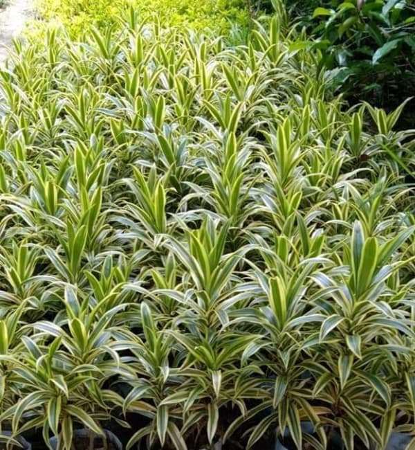 Dracaena Song of India