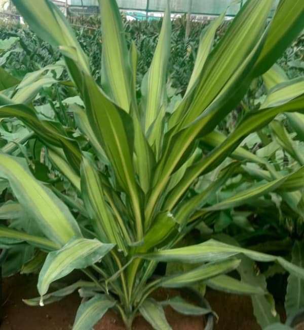 Dracaena fragrans