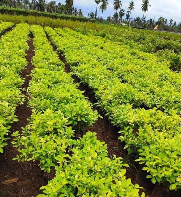 Duranta erecta