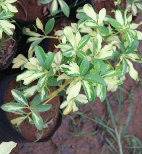 Dwarf Umbrella Tree