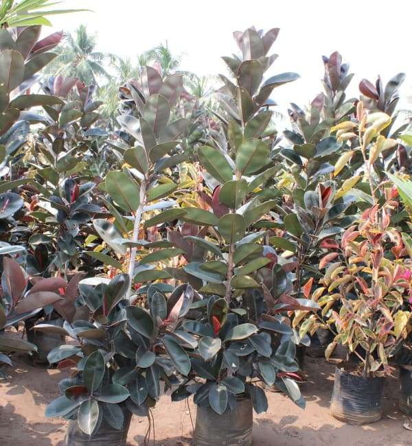 Ficus Elastica (Elastica Decora Rubra Black)