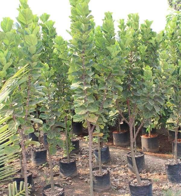 Ficus Lyrata