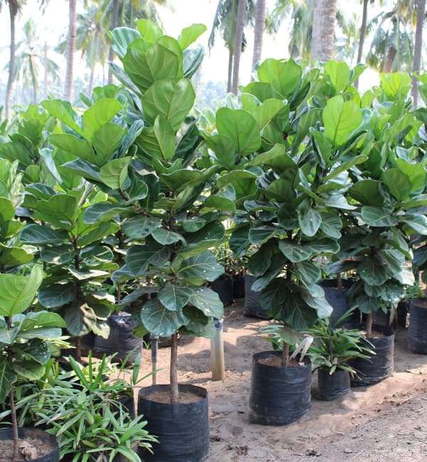 Fiddle-Leaf Fig