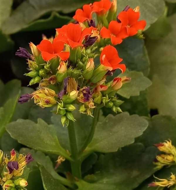 Florist Kalanchoe