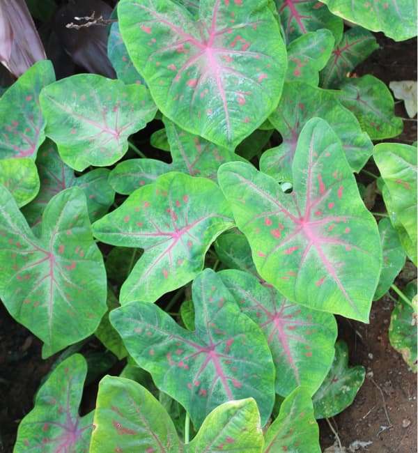 Heart of Jesus (Caladium)