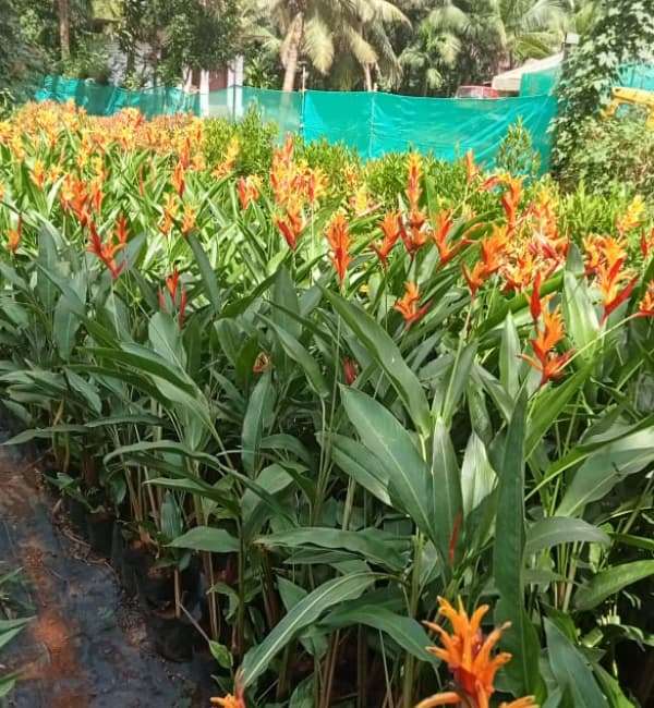 Heliconia psittacorum (2)