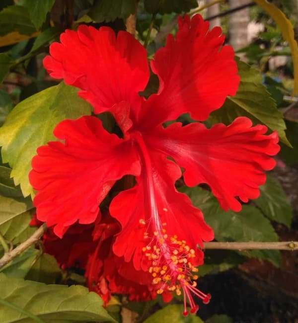 Hibiscus (2)