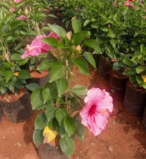 Hibiscus Species