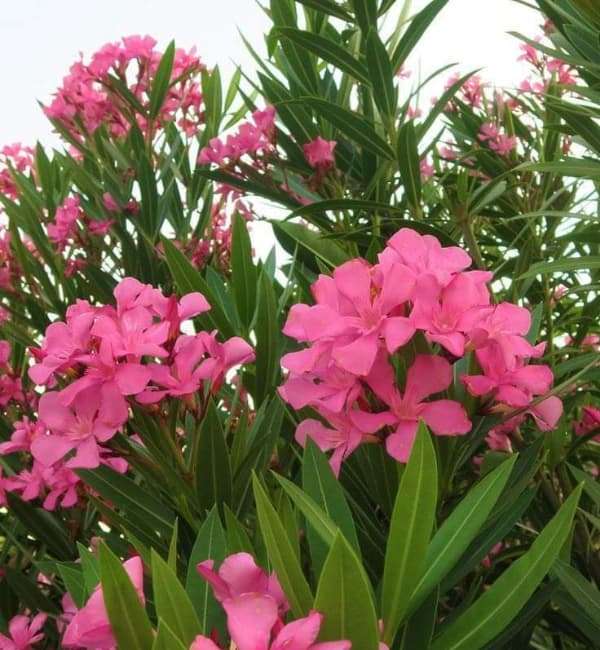 Nerium Oleander - Sri Krishna Nursery