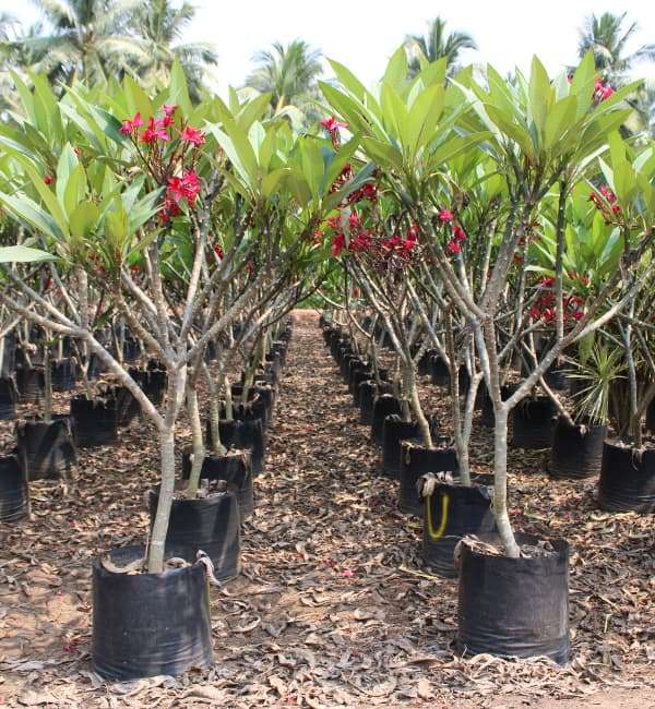 Plumeria Rubra