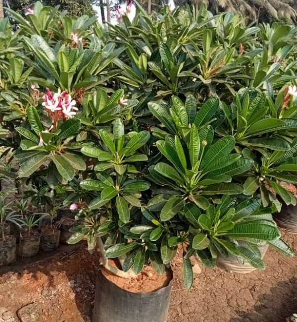 Plumeria rubra (Red frangipani)