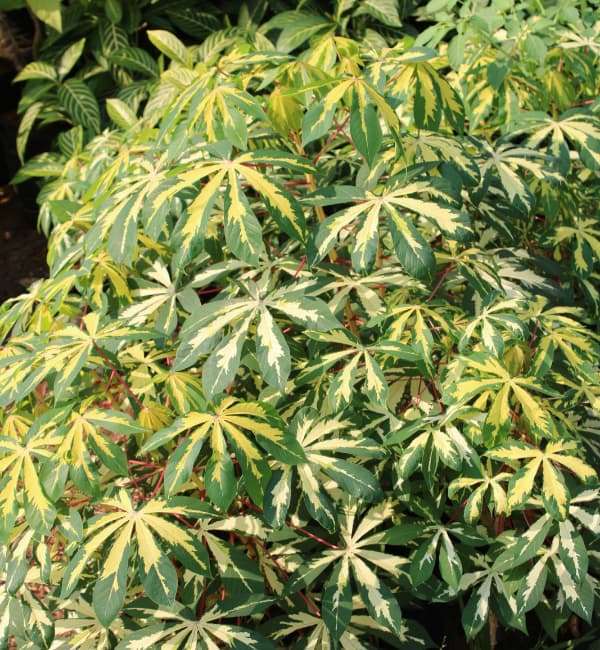 Variegated Cassava