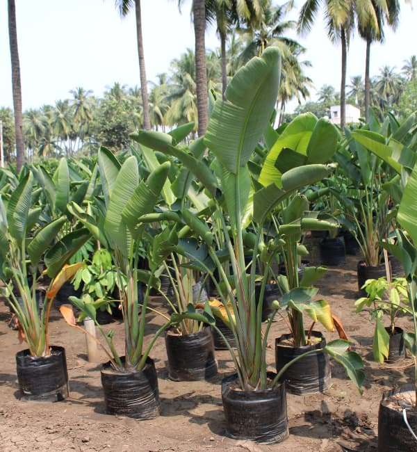 Wild Banana(Strelitzia Nicolai)