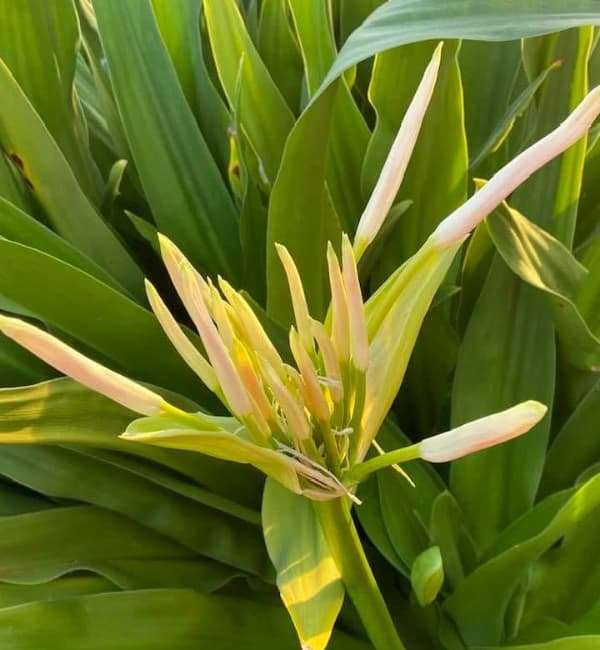 Yellow Crinum